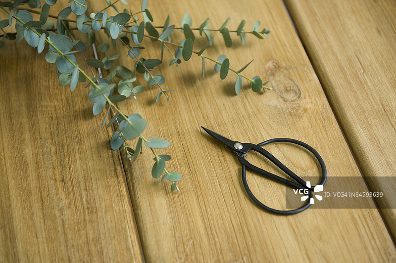 剪刀和植物图片素材