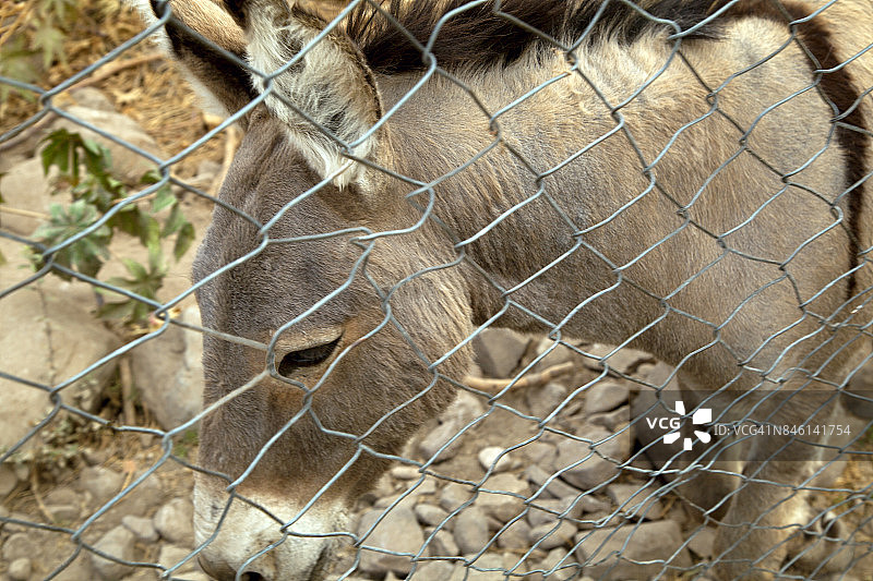 铁丝网后的小毛驴特写图片素材
