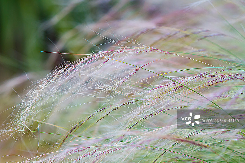 羽毛草图片素材