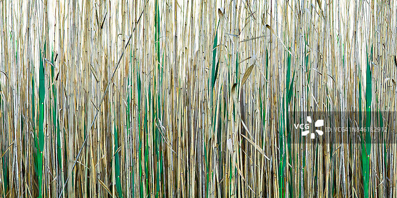 湿地草类特写图片素材