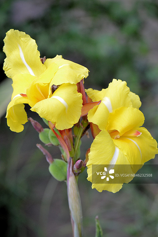黄色美人蕉花图片素材