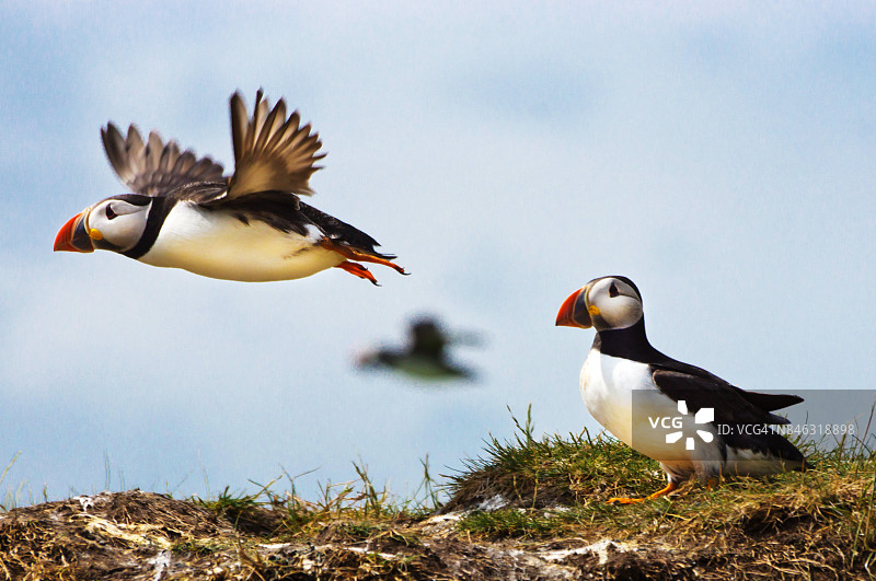 悬崖上大西洋海鹦图片素材