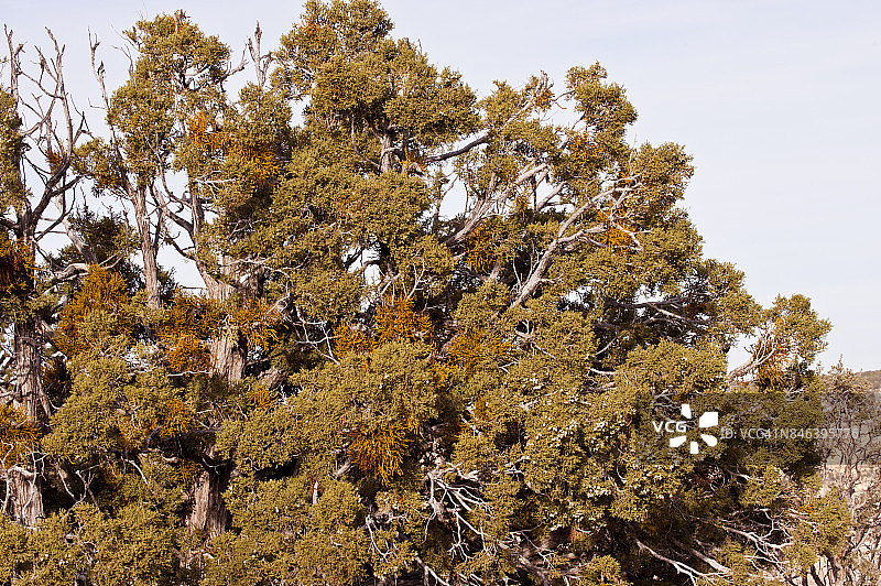犹他杜松上的寄生植物杜松槲寄生图片素材