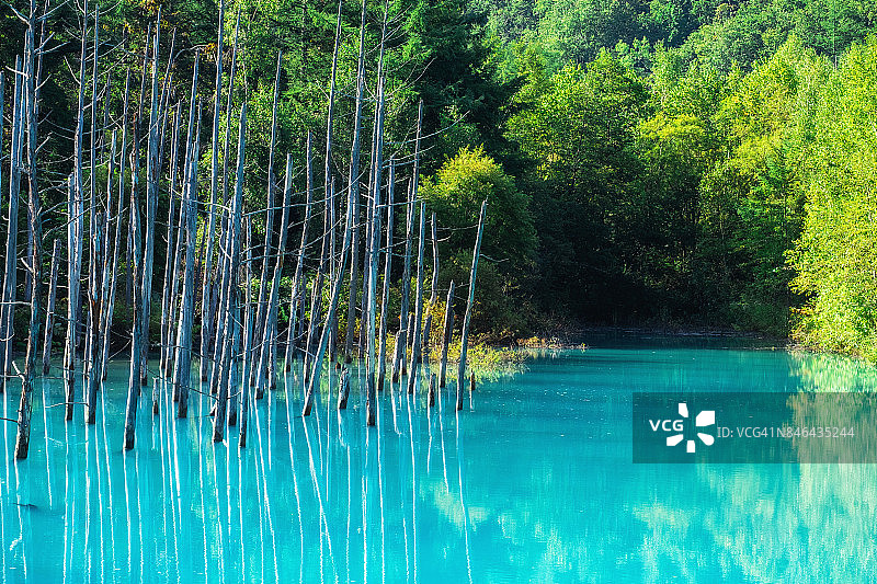 北海道美瑛町的蓝塘图片素材