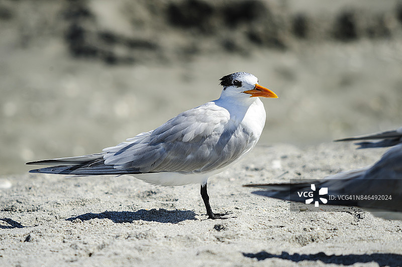 沙滩上的大凤头燕鸥图片素材