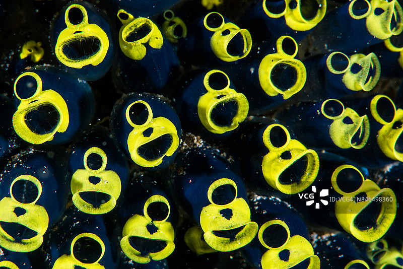 柄海鞘特写图片素材