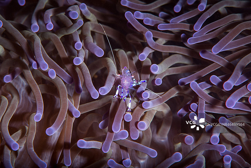 一只清洁虾与紫色海葵触须图片素材