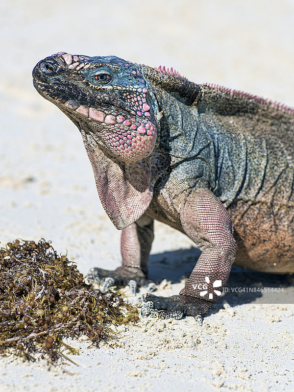 海滩上的岩石鬣蜥图片素材