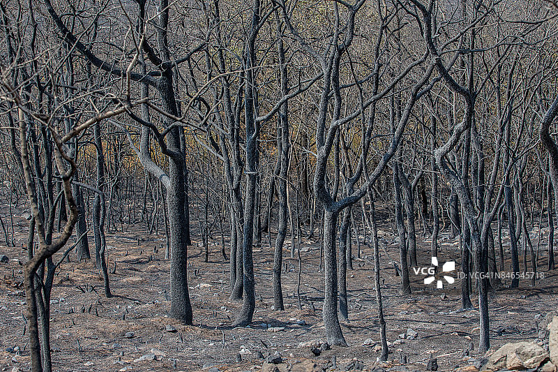布拉恰诺湖周围的火灾图片素材