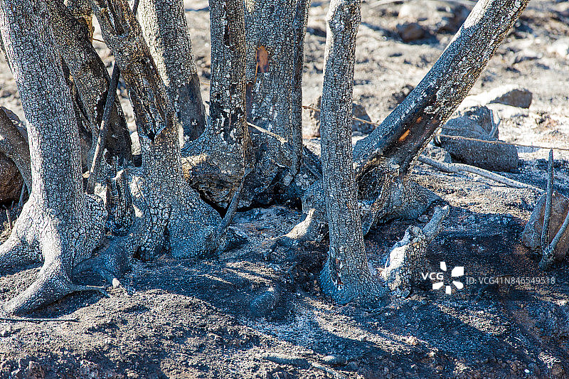 布拉恰诺湖周围的火灾图片素材