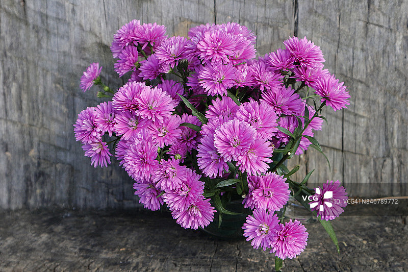 木质背景中可爱的紫色紫菀图片素材