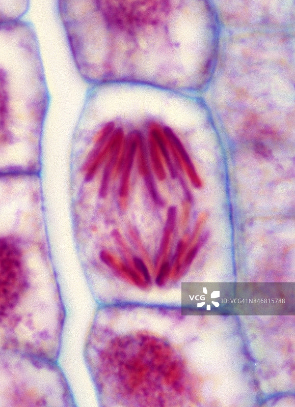 细胞分裂或有丝分裂——后期，植物有丝分裂，洋葱根尖500倍图片素材