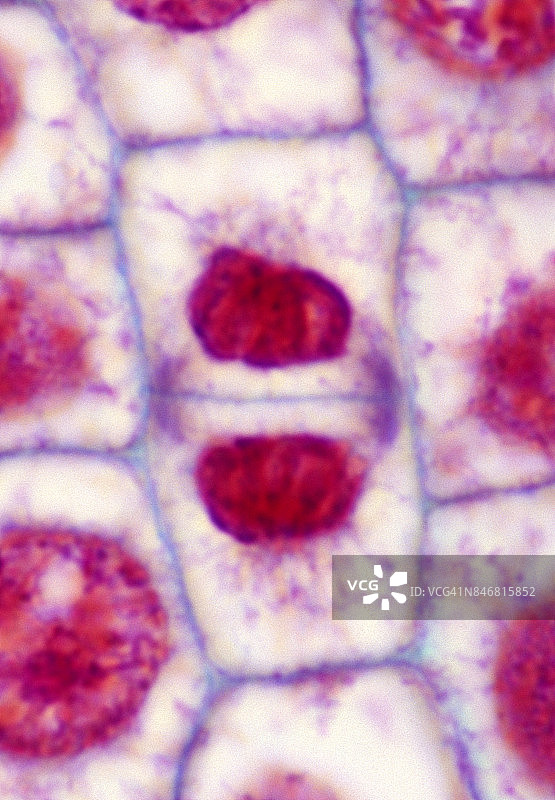细胞分裂或有丝分裂—末期，植物有丝分裂，洋葱根尖500倍图片素材