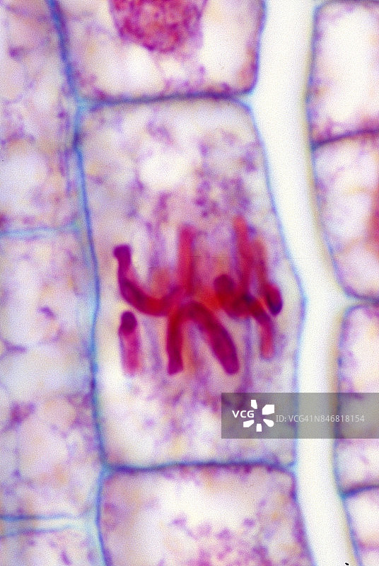 细胞分裂或有丝分裂--中期，植物有丝分裂，洋葱根尖500倍图片素材