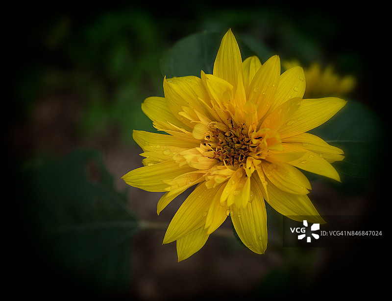 单支向日葵图片素材