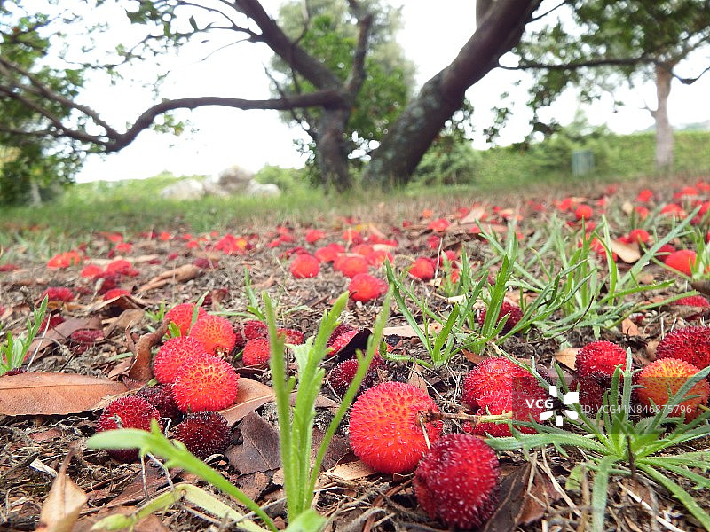 成熟掉落在地上的马德龙树果实图片素材