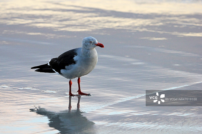 海豚鸥，福克兰群岛图片素材