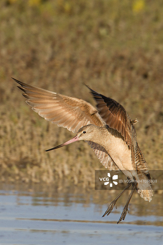 丘鹬降落瞬间图片素材