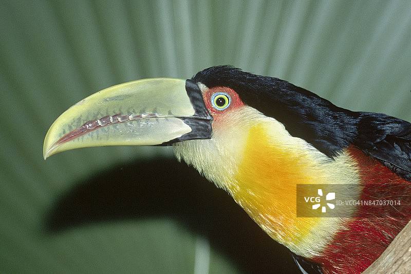 红胸巨嘴鸟特写图片素材