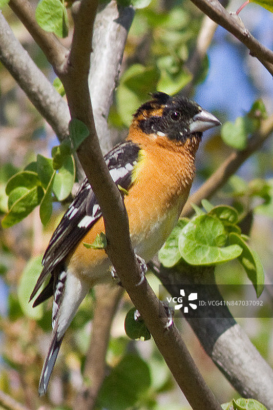 繁殖期的黑头蜡嘴雀雄鸟图片素材