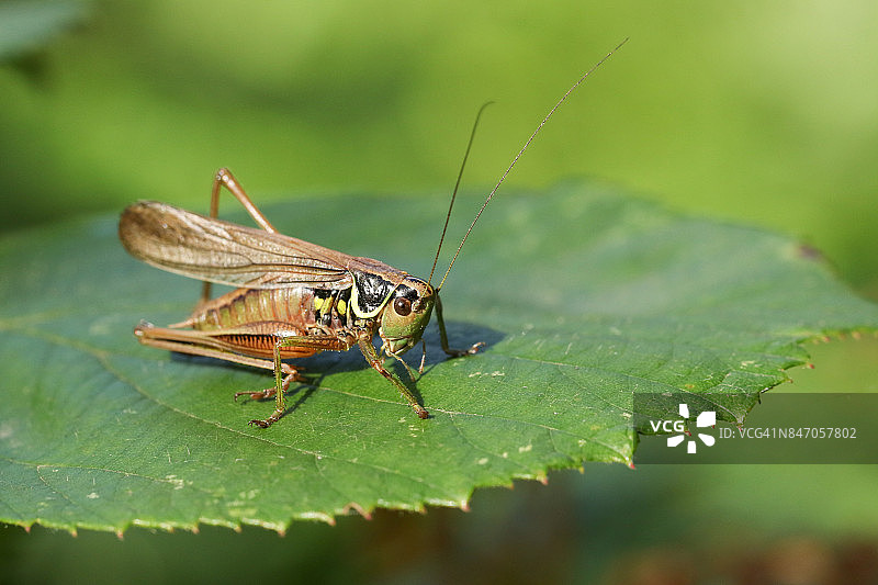 栖息在叶子上的罗塞尔氏灌丛蟋蟀图片素材
