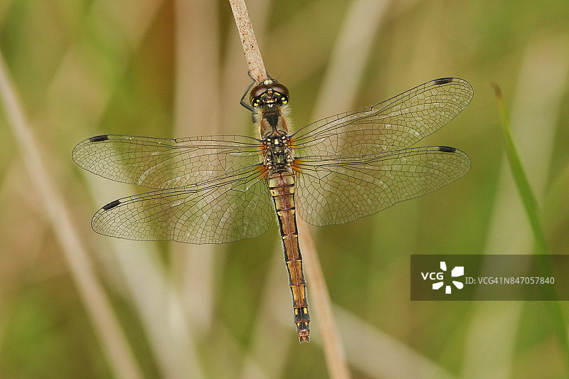 豆芫蜻蜓栖息在芦苇上图片素材