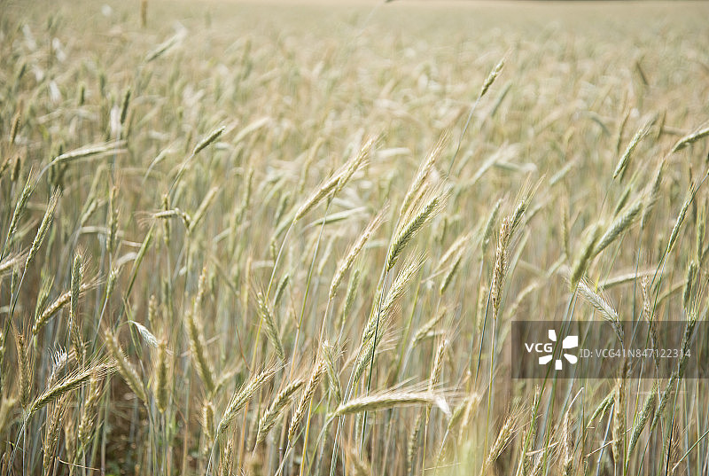 日落时田野里大麦的特写镜头图片素材