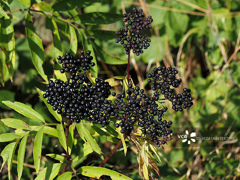 罗马尼亚特兰西瓦尼亚的黑 chokeberries图片素材