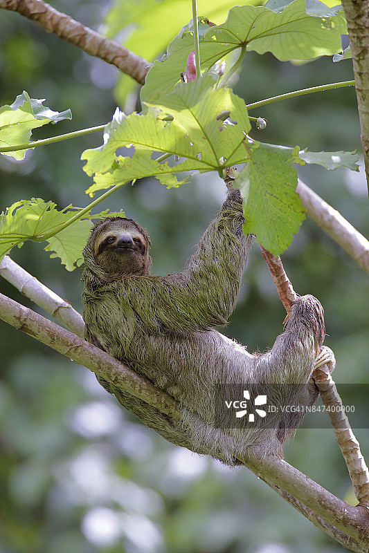 三趾树懒图片素材