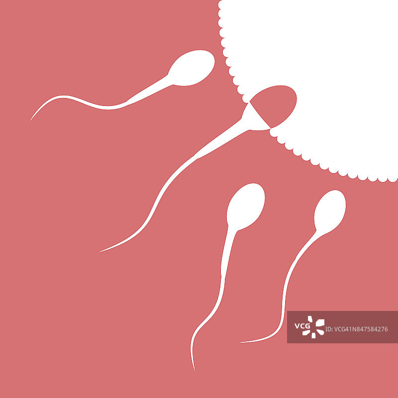 人类精子细胞与男性生育能力图片素材