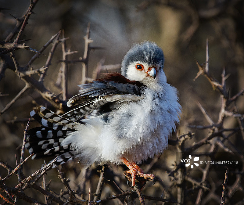 肯尼亚桑布鲁的侏儒猎隼图片素材