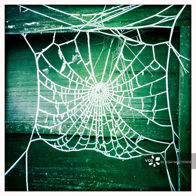 霜覆盖的蜘蛛网图片素材