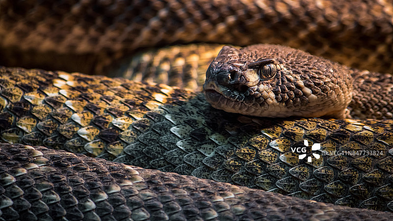 响尾蛇特写图片素材