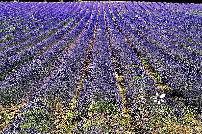 法国普罗旺斯薰衣草田图片素材