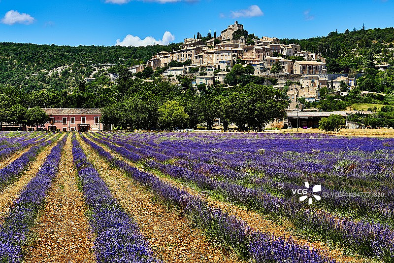 普罗旺斯锡米亚讷拉罗通德村的薰衣草图片素材