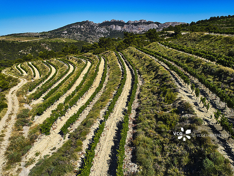 旺图山蕾丝葡萄酒产区，法国普罗旺斯图片素材