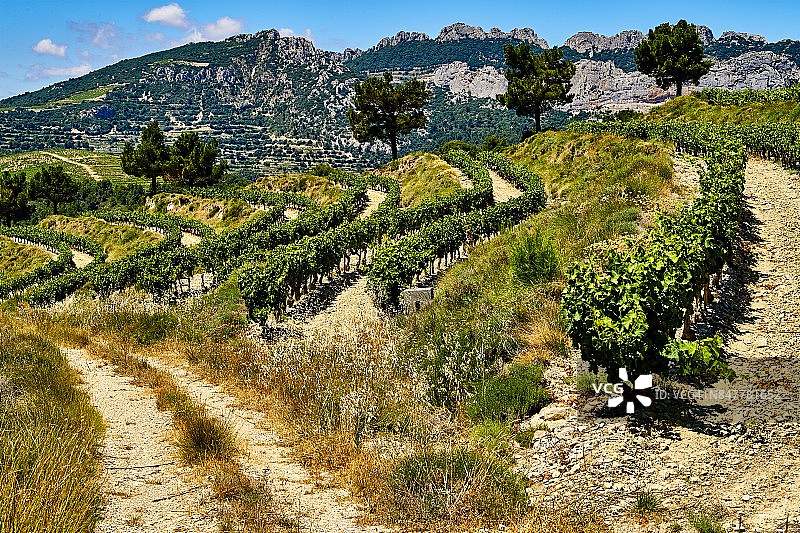 旺图山蕾丝葡萄酒产区，法国普罗旺斯图片素材