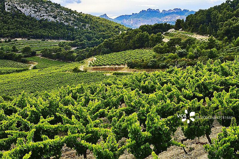 旺图山蕾丝葡萄酒产区，法国普罗旺斯图片素材