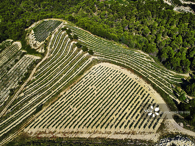 旺图山蕾丝葡萄酒产区，法国普罗旺斯图片素材