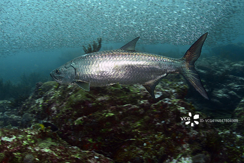 海鲢鱼图片素材