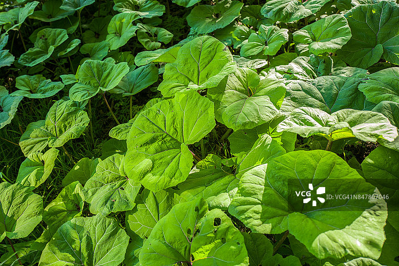蜂斗菜植物图片素材