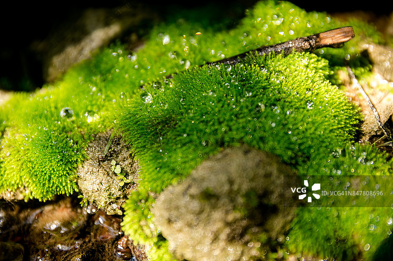 圣爱德华公园奥斯汀徒步小溪中的藻类图片素材