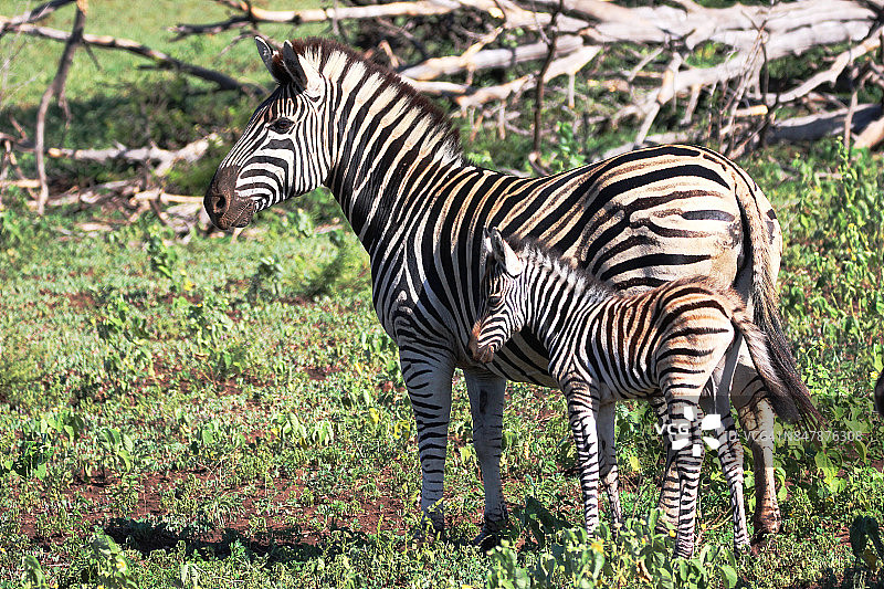 斑马幼崽与母亲站在一起图片素材