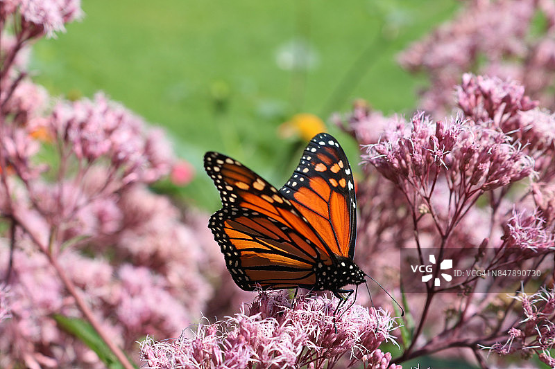 帝王蝶与粉色花朵图片素材