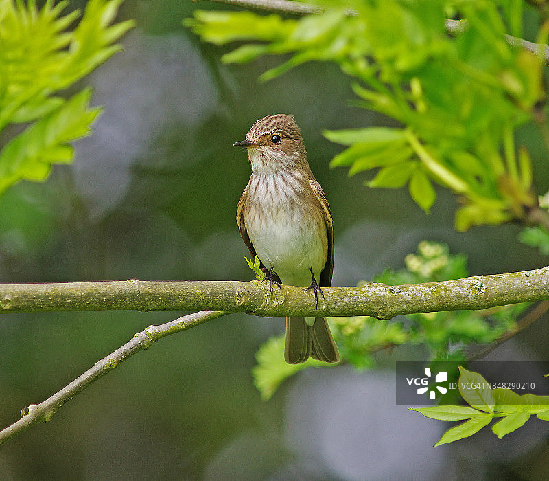斑姬鹟图片素材