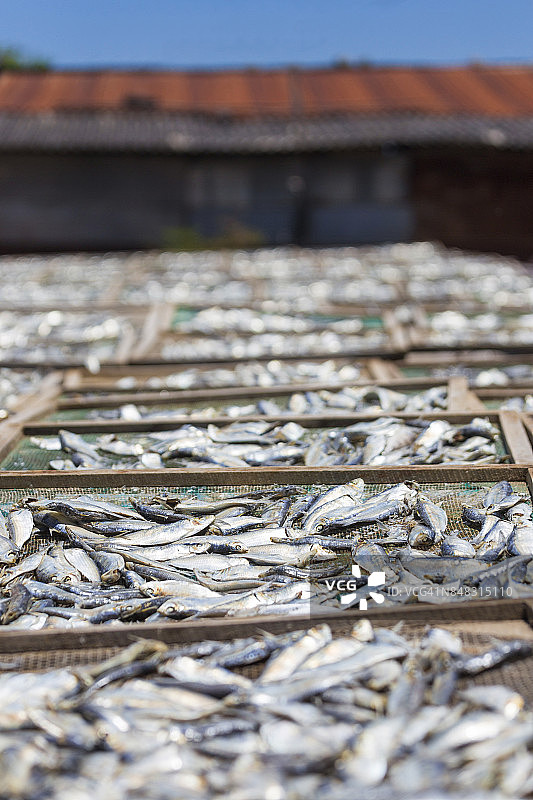 中国越南平顺省晒鱼场景图片素材