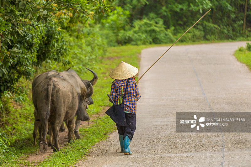 广宁省的越南农民和水牛图片素材
