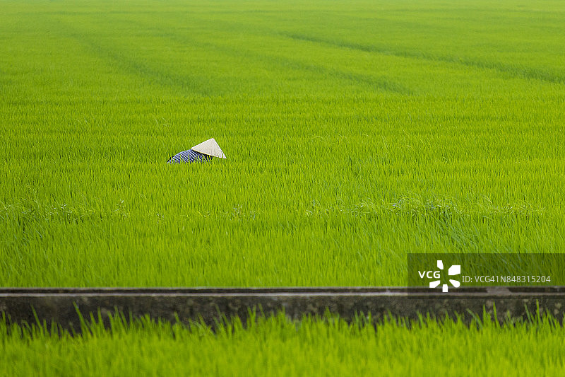 顺化省稻田里的越南农民图片素材