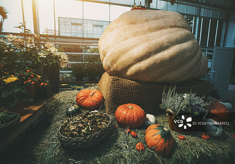 巨型南瓜与感恩节图片素材