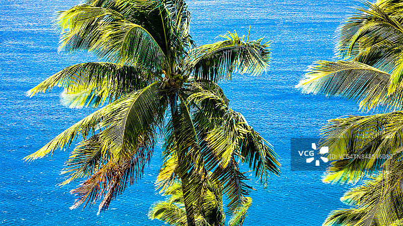 昂儒昂岛的椰树林图片素材